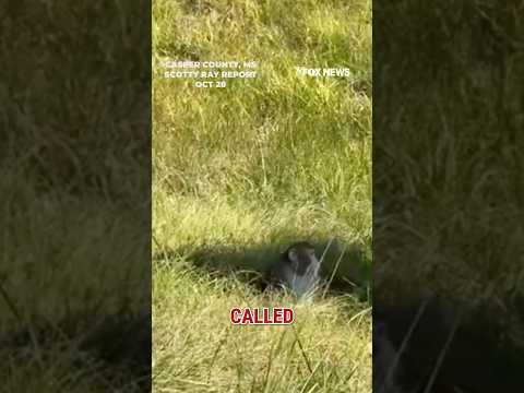 WATCH: Escaped research monkey finds new home at animal refuge #foxnews #news #shorts