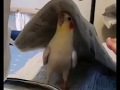 Cutest Parrot Playing Peekaboo