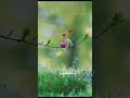 Ilangatru Veesuthe Alli Alli Thandhu Pithamagan Family Love Lyrics Tamil WhatsApp Status