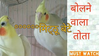 talking parrot || bolne wala tota || Cockatiel parrot