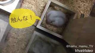 ハムスター育成生活6日目 ねむる家の掃除✨