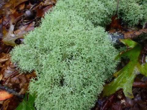 Long Island lichens: an exploration of a hidden world