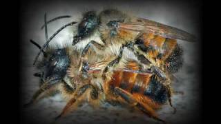 Insects is coming