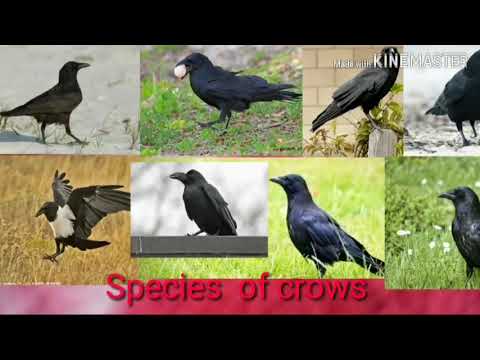 Species of crows  ( part 1  )