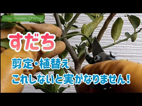 シューダクリスについて詳しく解説