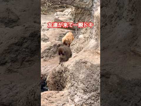 【パンチの反応】友達が来て一瞬ドキ🐒