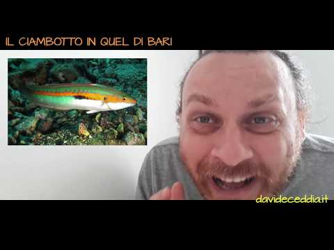 IL CIAMBOTTO IN QUEL DI BARI (Davide Ceddìa)