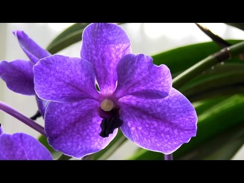 Sunroom revisited • Big Vanda • Cattleya seedlings