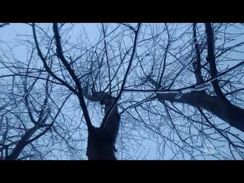 Poezia Zilei: "Revedere", autor Mihai Eminescu, recita Liviu Voicu