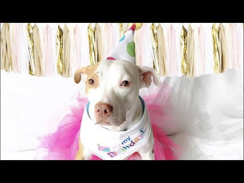 LIVE: Pit Bull Dog Celebrates Adoption Anniversary at The Dodo