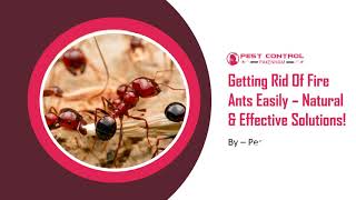 Getting Rid Of Fire Ants Easily, Natural & Effective Solutions | Pest Control Pakenham | Ant Control