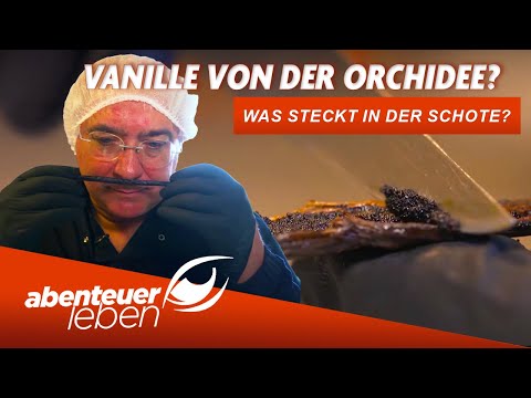 The Secrets of Vanilla: From Harvest to Perfect Flavor | Abenteuer Leben