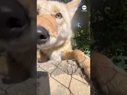 Cheeky coyote knocks camera