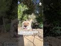 Cheeky coyote knocks camera - Video