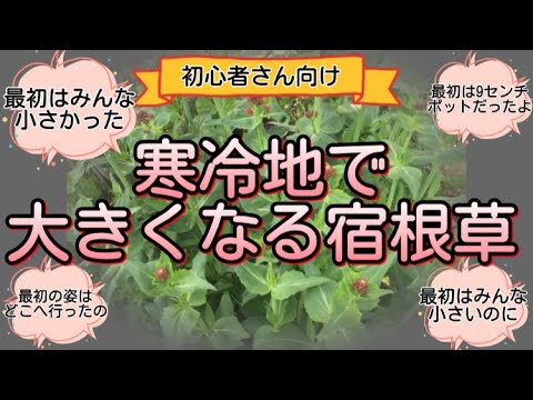 冬のサラダの育て方は？耐寒性品種と緑豊かな庭づくりのヒント  庭園