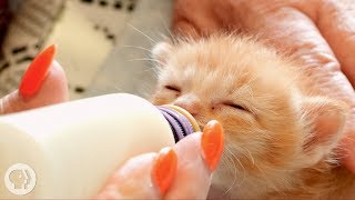How Kittens Go From Clueless to Cute | Deep look