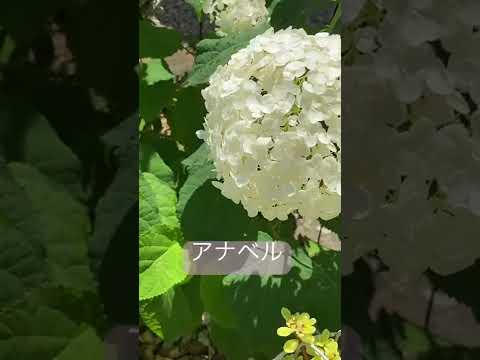  11月にアジサイを植えることはできますか？低木は寒さを恐れますか？  庭園