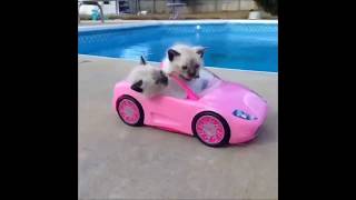 Si te ries pierdes!!!Los Mejores Vines de Gatos del 2017! Recopilación Gatos Graciosos1