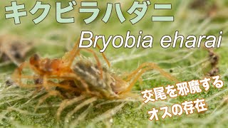 キクビラハダニの交尾を観察するよ！