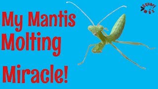 My Pet Mantis’ Molting Problem, and the Solution