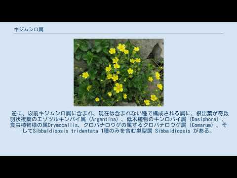 血のように赤いキジムシロ 植物