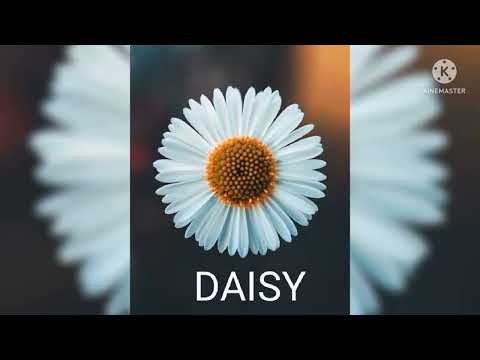 15 Flowers Name in English @ wonder Girl Rishika