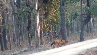 preview picture of video 'A pack of wild dogs at Pench national park'
