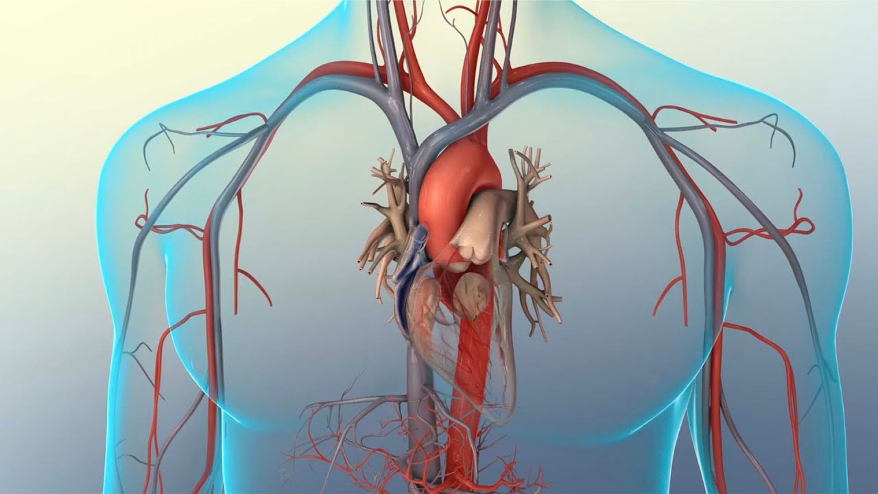 Understanding Your Heart Beat - YouTube