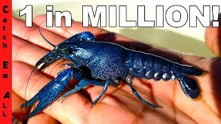 LOST BLUE LOBSTER! **CLAW PINCH TEST** 1 in 2 MILLION