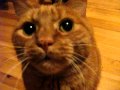 Cat Meowing And Purring