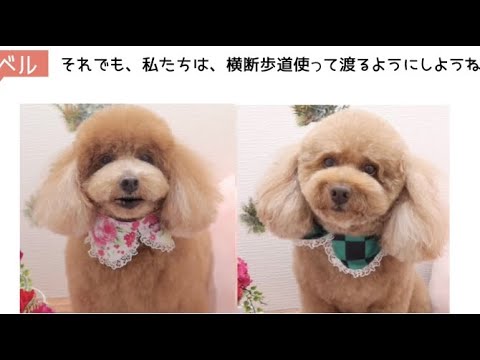 ワンワンU・x・Uお悩み相談室6️⃣5️⃣〜敦賀市「レオンくん」「ベルちゃん」#横断歩道は歩行者優先🚶‍♀️