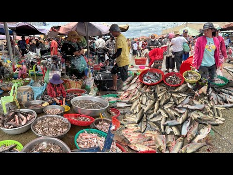 Cambodian Fish Market Tours In Kilo9 - Plenty Alive Fish, Seafood, Dry Fish & More In Fish market
