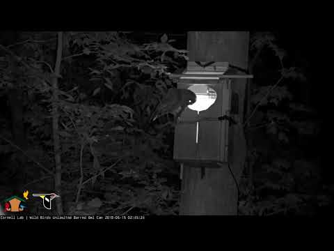 Adult Visits Nestbox in the Early Morning, May 15, 2018 | Wild Birds Unlimited Barred Owl Cam
