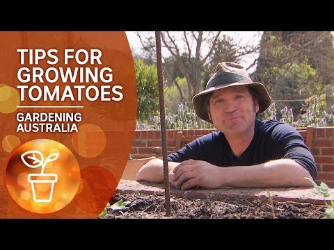 download lagu mp3 mp4 When Are Tomatoes In Season In Australia, download lagu When Are Tomatoes In Season In Australia gratis, unduh video klip When Are Tomatoes In Season In Australia