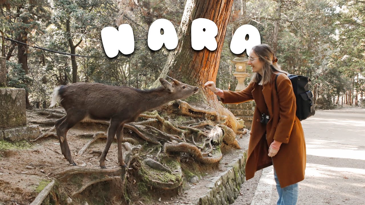 Watch as the tourist unveils the splendors of Nara Park and Isuien Garden in this captivating video!