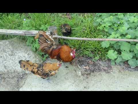 Tierpark Hellabrunn - Hühnervögel (Appenzeller Spitzhauben) haben "Ausgang" im Mühlendorf