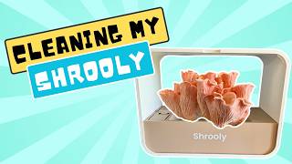 Step-by-Step: How to Clean Your Shrooly for Optimal Mushroom Growth