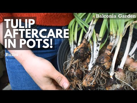 Tulip Aftercare In Pots! What To Do When Flowering Is Over | Balconia Garden