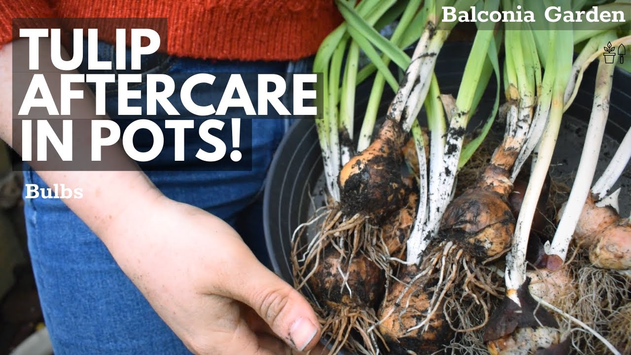 Tulip Aftercare In Pots! What To Do When Flowering Is Over | Balconia Garden