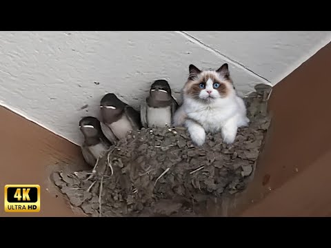 CATS and ANIMALS Awesome Friendship