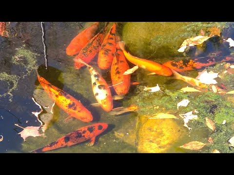 How We Over Winter Our Koi Fish ~ Minnesota Koi Pond
