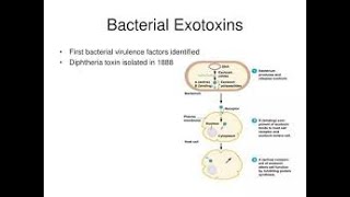 Exotoxins Type of Virulence factors of microorganisms;  proteins by bacteria into surroundings.