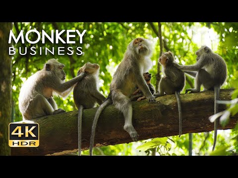 4K HDR Monkey Business - Life of Monkeys - Animal Documentary - Fun & Relaxing Music Video.