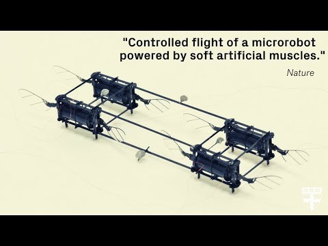 RoboBee fliegt trotz Kollision weiter RoboBee fliegt trotz Kollision weiter