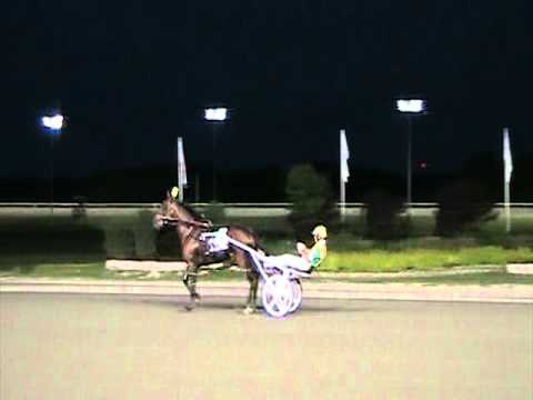 Shadyshark Hanover