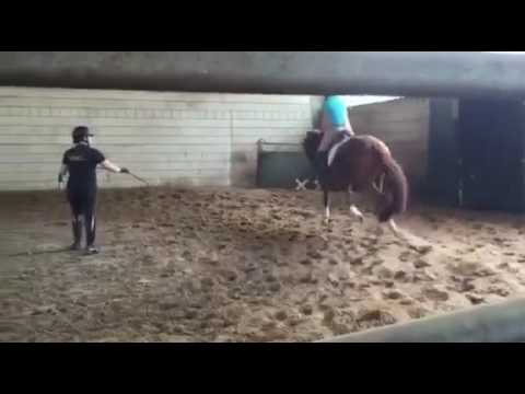 Bon Bravour gelding 2013