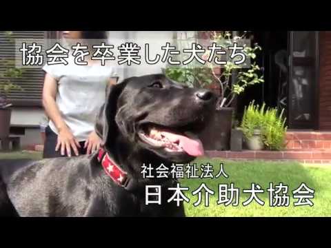 日本介助犬協会を卒業した犬たち