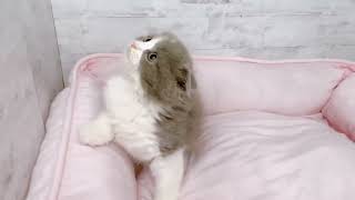 スコティッシュフォールドの動画01