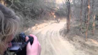 Tiger Safari - Tiger Chase / Attack Jeep in India&#39;s Ranthambore National Park
