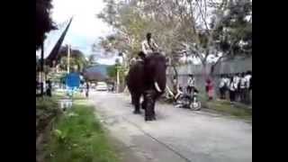 preview picture of video '20101028 Om Ben riding the Elephant @ Ambarita'